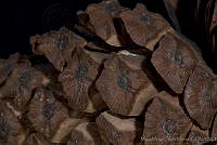 MASM03246 Pinus douglasiana.jpg