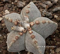 3R 01113 Astrophytum myriostigma.tif