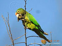 MAGB 0127 Eupsittula canicularis.JPG