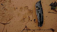 PJ016 0435 Lynx rufus.JPG