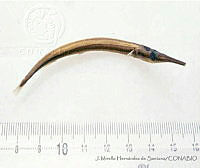 JMHS0049 Stephanolepis setifer Stephanolepis setifer.jpg