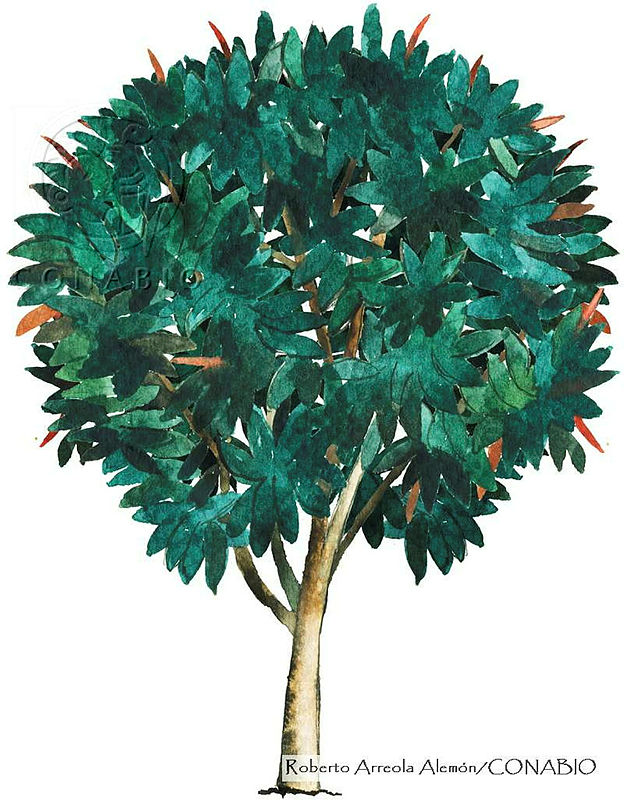 RAA0091%20Ficus%20elastica.jpg.qyem5Yv0MbFnDVdhQA3g0JtbmFja29CbnFuZ3NAbXJ6LGtwZwA.cLSs1rZk1z