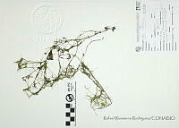 RRR0288 Ulva intestinalis.JPG