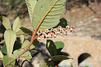 SL0994 Clethra hartwegii.jpg