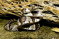 MDL0395 Trimorphodon tau.jpg