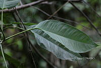 Yolox 568 Philodendron inaequilaterum.jpg