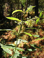 EEC0020 Asclepias similis.jpg