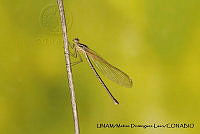 PJ016 0613 Hetaerina americana.JPG