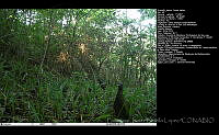 FJBL0108 Ortalis vetula.jpg
