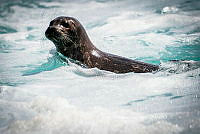 IDG Nat 0036 Phoca vitulina.jpg