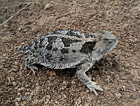 RCF04 Phrynosoma orbiculare.jpg