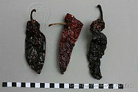 RBB0361 Capsicum annuum.jpg