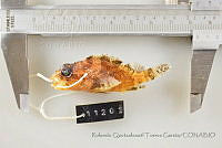 RQTG1327 Scorpaena mystes.jpg
