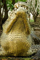 IMDOC0976 Crocodylus acutus.jpg