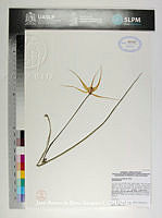 JAdNV0215 Brassavola cucullata.JPG