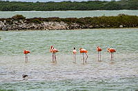 FBA0931 Phoenicopterus ruber.jpg