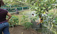 NE017 001 Dermatemys mawii.jpg