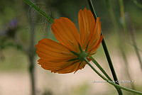 Yolox 236 Cosmos sulphureus.jpg
