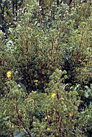 DK2092 Oxalis sp..jpg