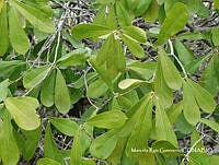 MRG-2018-215 Quadrella indica (MEGA-31ene18-a).JPG