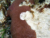 JDCB0209 Siderastrea siderea.jpg