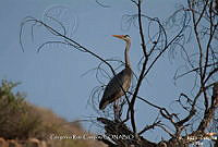 GRC0005 Ardea herodias.jpg