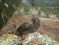 KMS0058 Melozone fusca.jpg