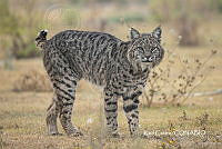 MN6F0204 Lynx pardinus.jpg