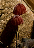 29. Hongos_MiguelASicilia.jpg