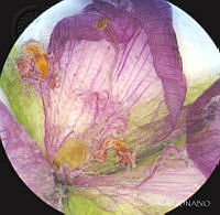 SL3937 Gibasis linearis ssp. linearis.jpg