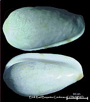 KT014 0585 Prunum guttatum.JPG