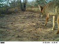 EPRM004 Canis latrans.jpg