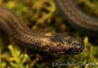 EGP0328 Rhadinaea kinkelini.jpg