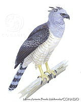 MAPM1068 Morphnus guianensis.jpg