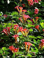 CGL4801 Campsis radicans.jpg