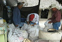 OPV_Zea mays 0361.jpg