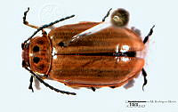 GMRM0104 Disonycha figurata.jpg