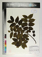 JAdNV0314 Juglans mollis.JPG