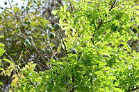 MDLLPG0009 Andira inermis.jpg