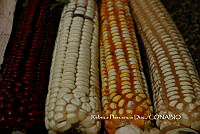 ZG014 0278 Zea mays.jpg