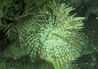 HPE020 Sabellastarte sp..jpg