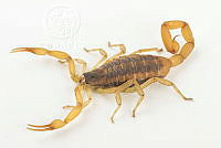 MASM07590 Centruroides suffusus.jpg