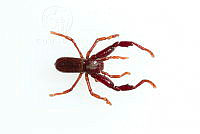 MASM07747 Pseudocellus sp..jpg