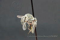 CGVM1158 Calliopsis verbenae.jpg