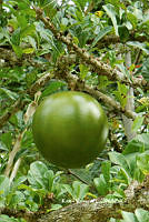 ME010 KV 00145 Crescentia cujete L., 1753_.JPG