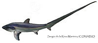 SRM0090 Alopias pelagicus.jpg