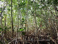 UM001 0081 Rhizophora mangle.jpg