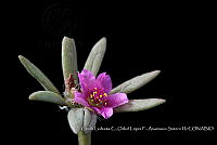 Atleq 0707 Portulaca pilosa L..jpg