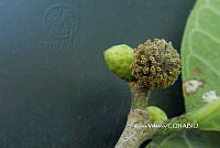 ME010 KV 02587 Brosimum alicastrum Sw., 1788.JPG