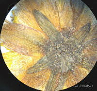 SL2600 Dahlia merckii.jpg